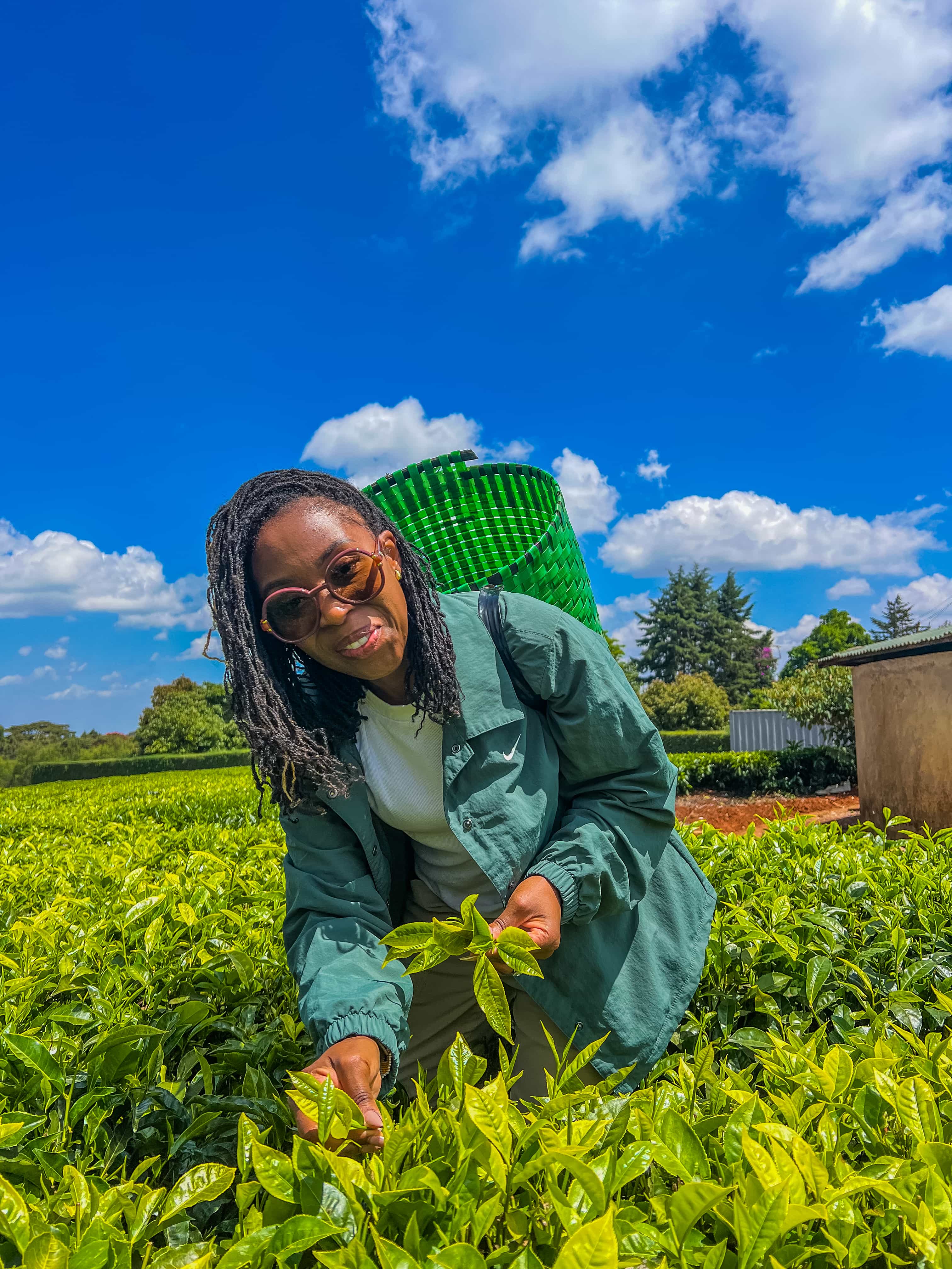 Tigoni Tea Farm Tours